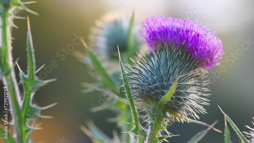 Burdock flowers, buds and leaves growing in herbal garden. Blooming medical plant burdock Arctium lappa, greater burdock, edible burdock, beggar's buttons, thorny burr in slow motion  photo