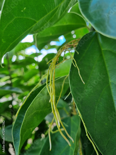 Grass jelly plants with hanging roots