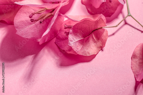 Bougainvillea pink flowers background, border design. Beautiful nature spring backdrop with blooming fresh mediterranean Bougainvillea with copy space. Top view 