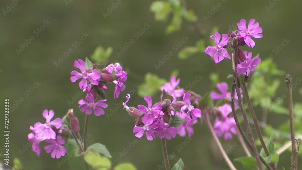 pink flowering plant in spring pink flowering plant in spring