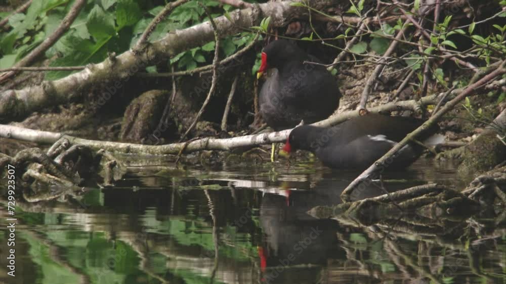 moorhen on the lake shore during mating season moorhen on the lake shore during mating season