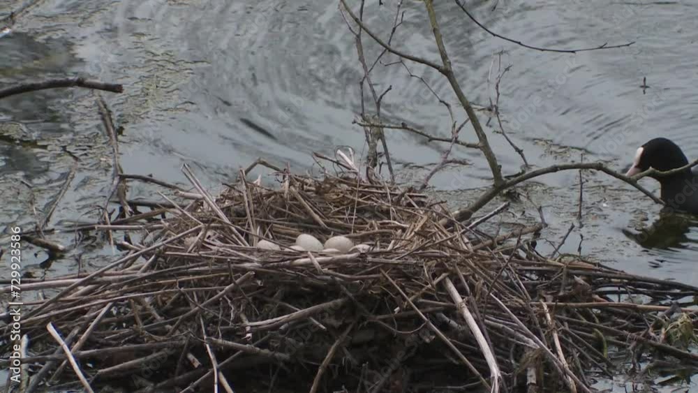 coot nest with eggs in spring coot nest with eggs in spring