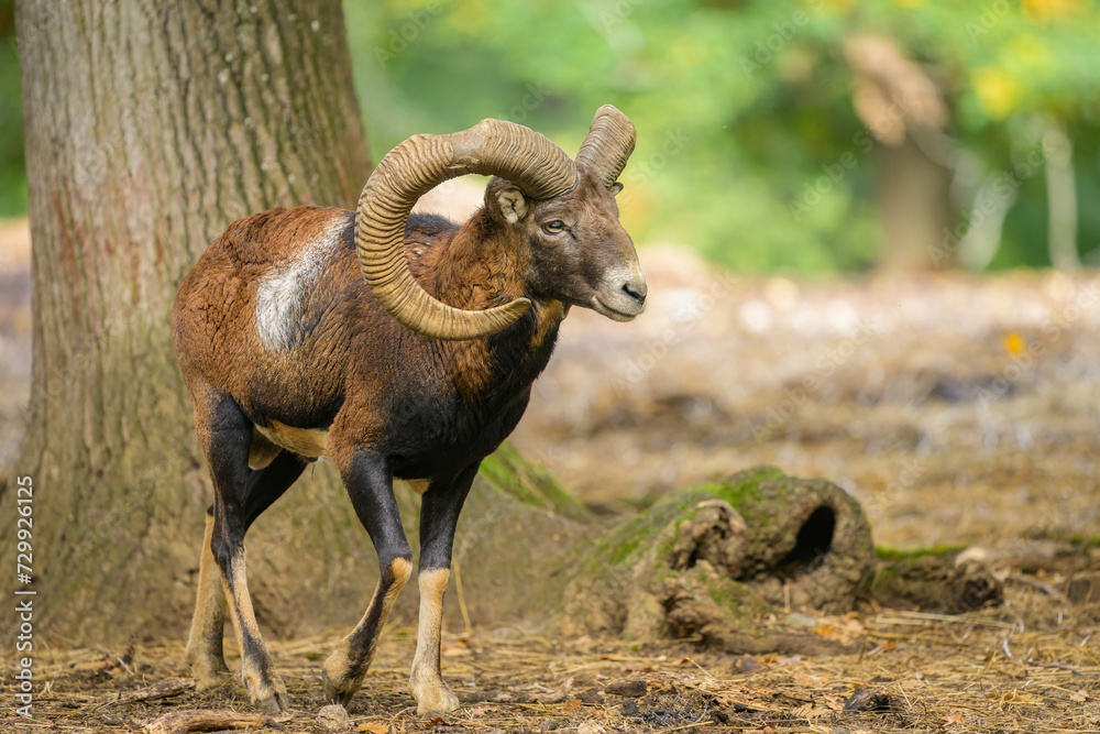 A European mouflon in a park in autumn A European mouflon in a park in autumn
