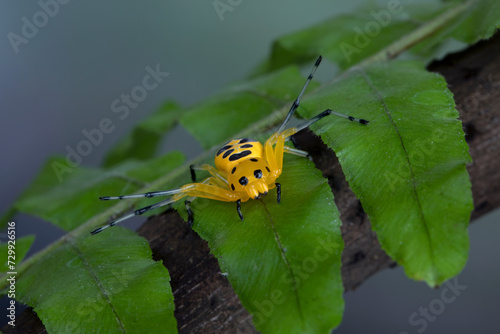 Eight-spotted Crab Spider (Platythomisus octomaculatus) perched on leaves. photo