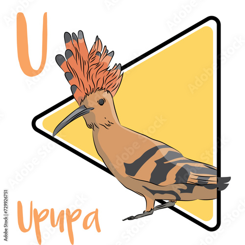 The Upupa is widespread in Europe, Asia, and Africa. The Upupa has broad and rounded wings capable of strong flight. The diet of the Upupa is mostly composed of insects. It is a solitary forager.
