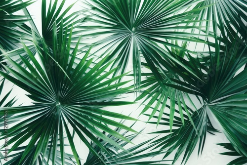 A bunch of green palm leaves arranged neatly on a white background  creating a vibrant and tropical aesthetic.