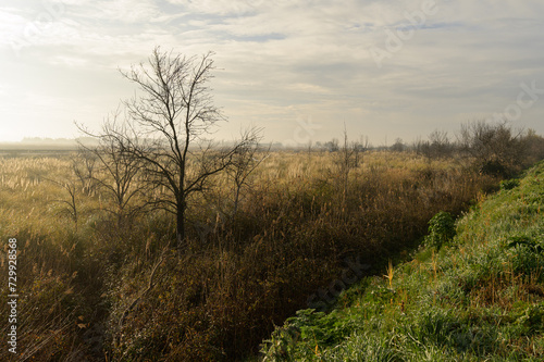 Fields and meadows near Arles in winter