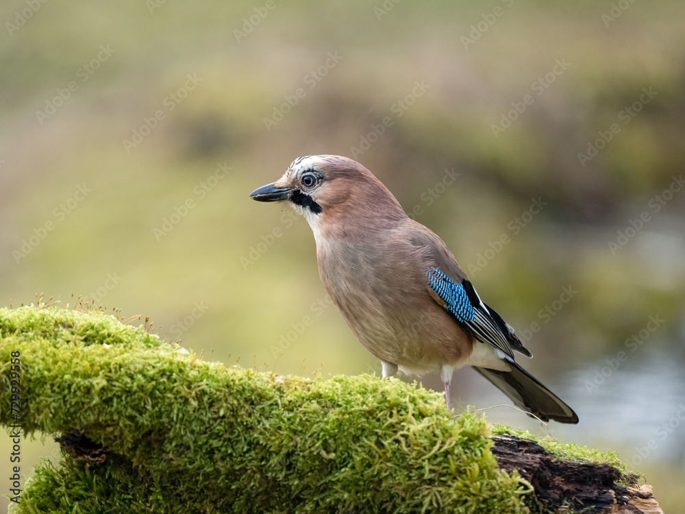 Eichelhäher (Garrulus glandarius) Eichelhäher (Garrulus glandarius)