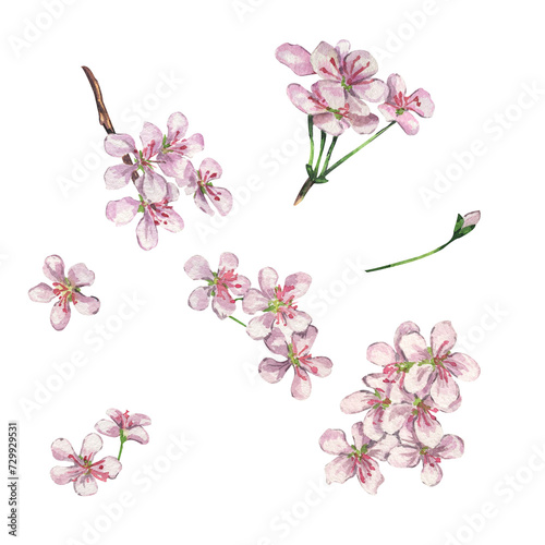 Set of watercolor branches with pink and white flowers. Spring floral clipart for graphic resources. Colorful hand drawn botanical illustration isolated on transparent.