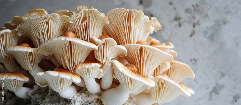 Grown medium with young lion mane mushrooms, a nutritious option up close. Grown medium with young lion mane mushrooms, a nutritious option up close.