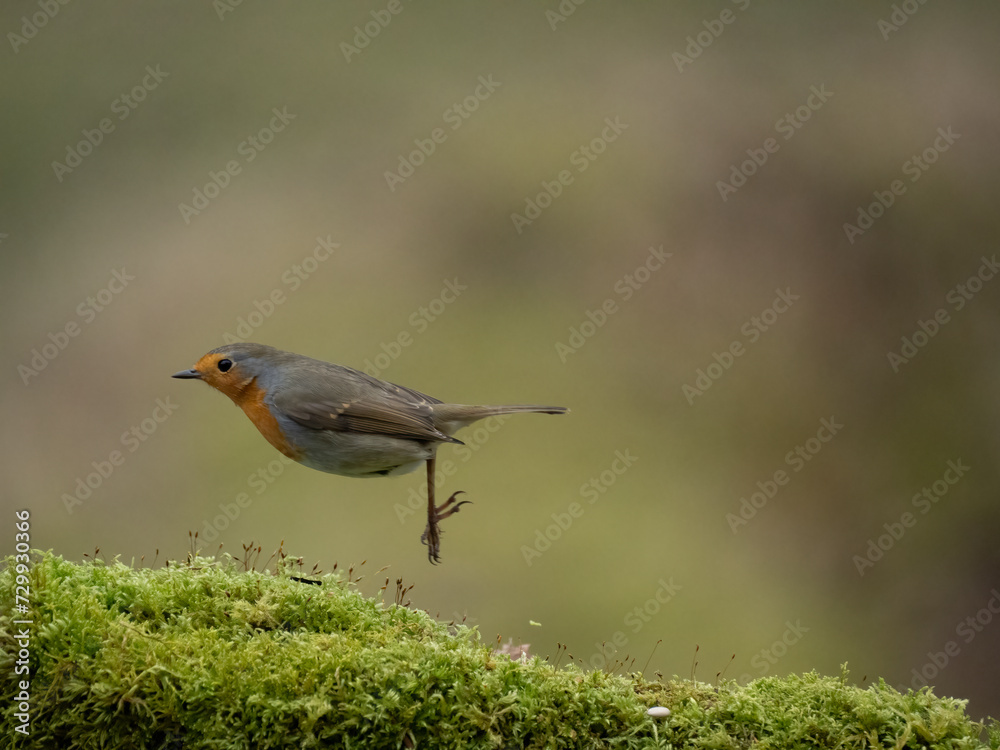 Rotkehlchen (Erithacus rubecula) Rotkehlchen (Erithacus rubecula)