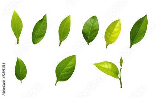 Display of Lemon and Green Leaves, Nature Refreshing Beauty on a White or Clear Surface PNG Transparent Background.