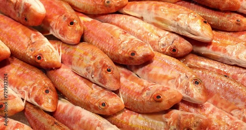 Fresh red mullet fish on ice concept photo