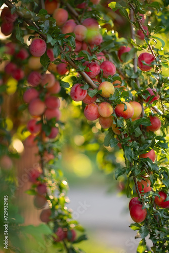 Photo of a fruit tree with plums on the branches.