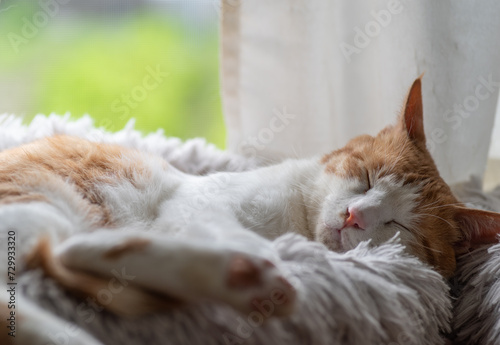窓辺で眠る猫 茶トラ白