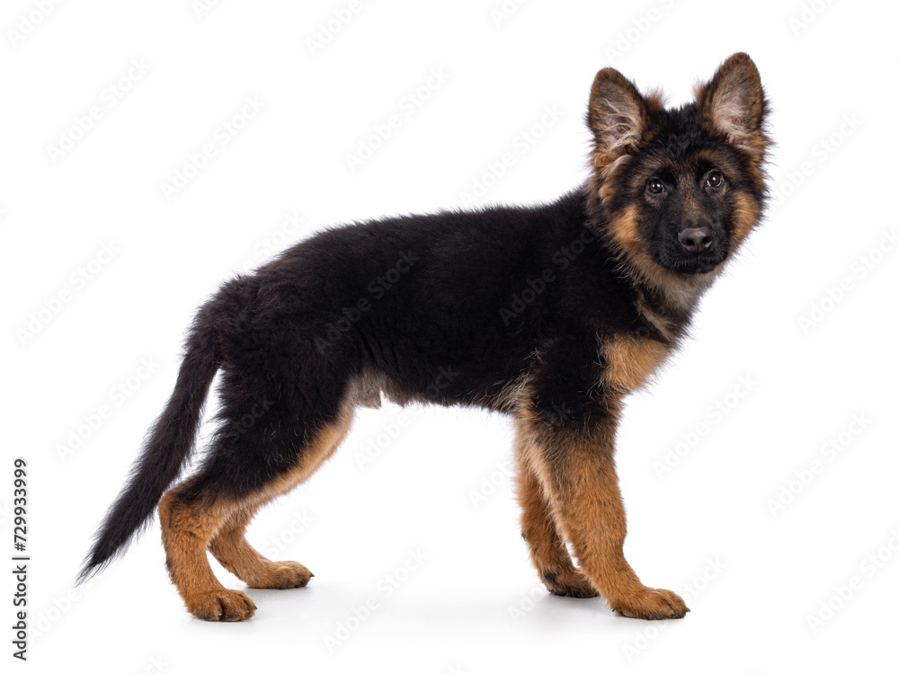 Cute German Shepherd dog puppy, standing side ways. Looking straight to camera, mouth closed. Isolated on a white background.
