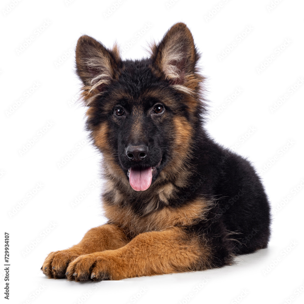Cute German Shepherd dog puppy, laying down side ways. Looking straight to camera, mouth open and tongue out. Isolated on a white background. Cute German Shepherd dog puppy, laying down side ways. Looking straight to camera, mouth open and tongue out. Isolated on a white background.