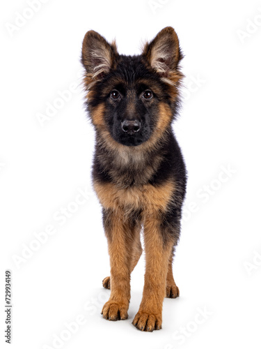 Cute German Shepherd dog puppy, standing facing front. Looking straight to camera, mouth closed. Isolated on a white background.