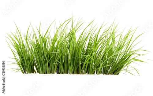 Delicate Patterns of Variegata Grass in a Botanical Ballet on a White or Clear Surface PNG Transparent Background.