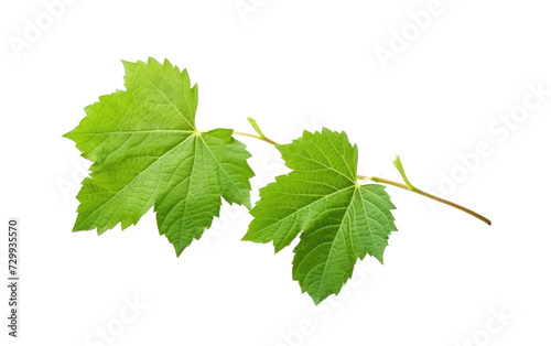 Beauty in Simplicity with the Presence of a Green Leaf on a White or Clear Surface PNG Transparent Background.