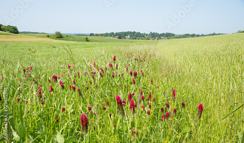 green Field interspersed with crimson clover, trifolium incarnatum