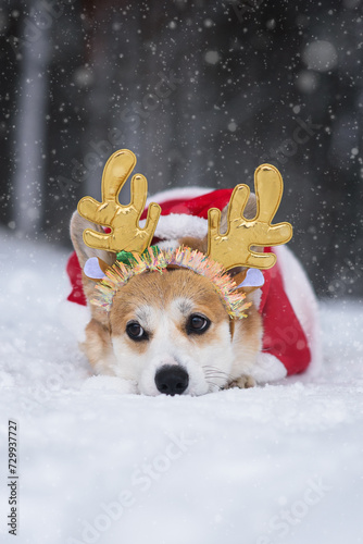 santa claus with a dog photo