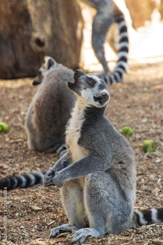 Fototapeta premium animal lemur on a walk in the park.