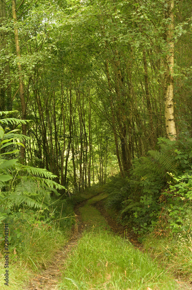 Obraz premium Hiking trail near the river Mendo (Betanzos, Spain).