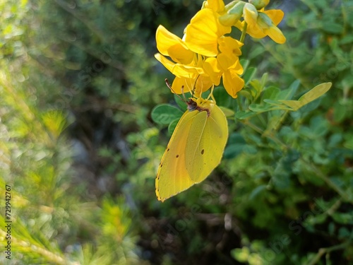 a group of yellow butterflies and a plant outside in the sun