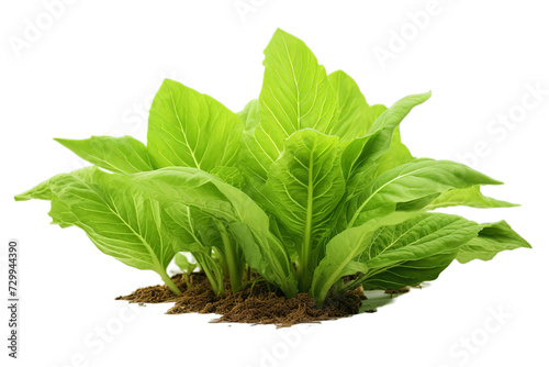 illustration of clipping paths plant, Isolated on transparent PNG background, Generative ai