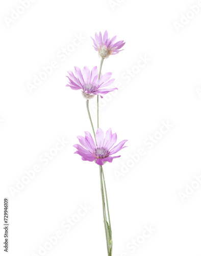 Three  wildflowers of lilac color isolated on white background. Xeranthemum annuum (Immortelle) photo