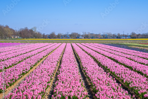Hyacinth fields, Holland, Netherlands