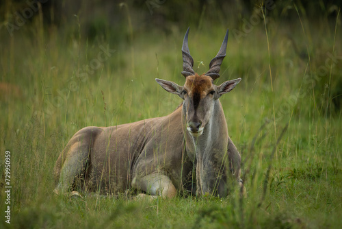 Eland bull sitting in the grass