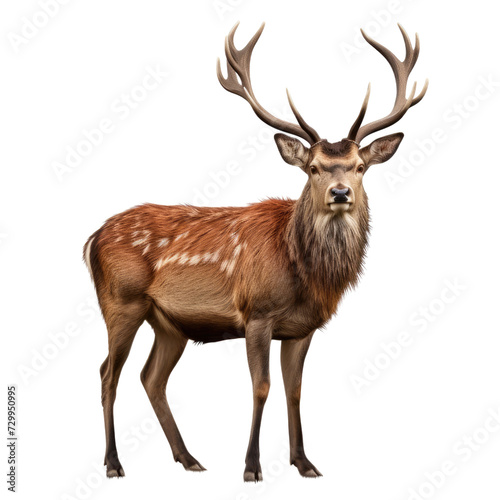 Side view Red deer  animal isolated on transpalate background