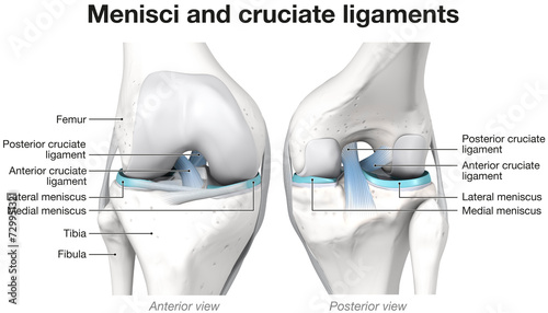 Menisci and cruciate ligaments. Labeled 3D Illustration photo