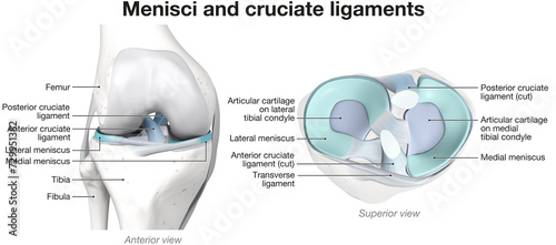 Menisci and cruciate ligaments. Labeled 3D Illustration photo