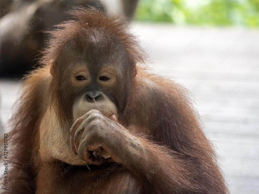 Fototapeta premium Adult cub Bornean Orangutan, Pongo pygmaeus, Bali Safari Indonesia
