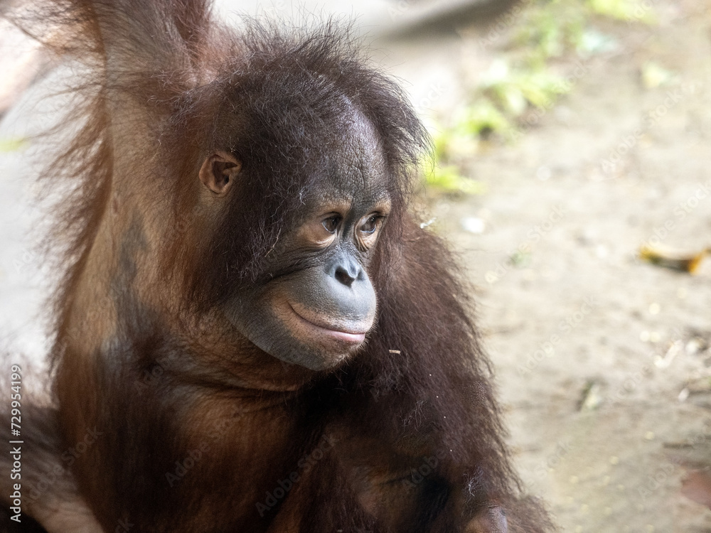 Adult cub Bornean Orangutan, Pongo pygmaeus, Bali Safari Indonesia Adult cub Bornean Orangutan, Pongo pygmaeus, Bali Safari Indonesia