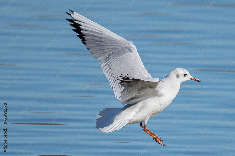 Larus michahellis is a mediterranean seagull common in aiguamolls emporda girona spain