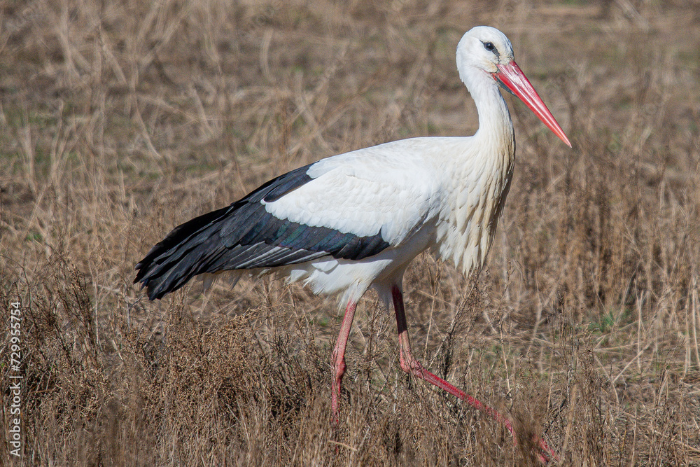 Ciconia ciconia is a european stork in aiguamolls emporda catalonia catalunya spain Ciconia ciconia is a european stork in aiguamolls emporda catalonia catalunya spain