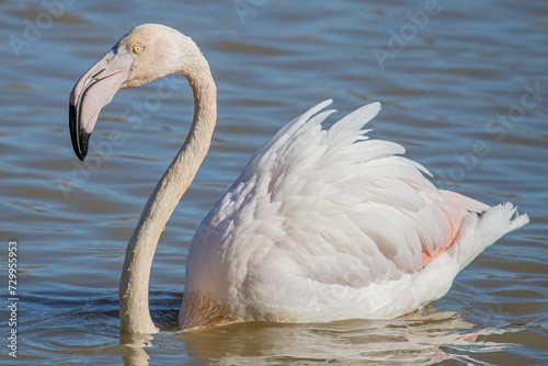 The greater flamingo (Phoenicopterus roseus) is the most widespread and largest species of the red flamingo family Common in aiguamolls emporda girona spain europe photo