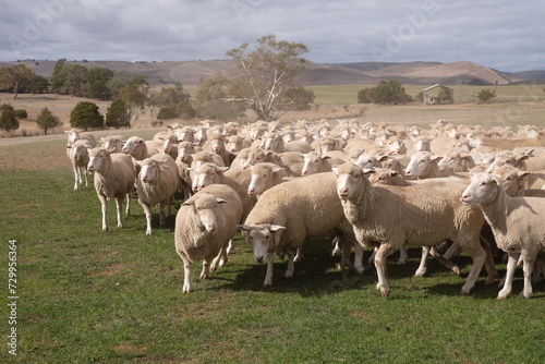flock of sheep in a farm © LV
