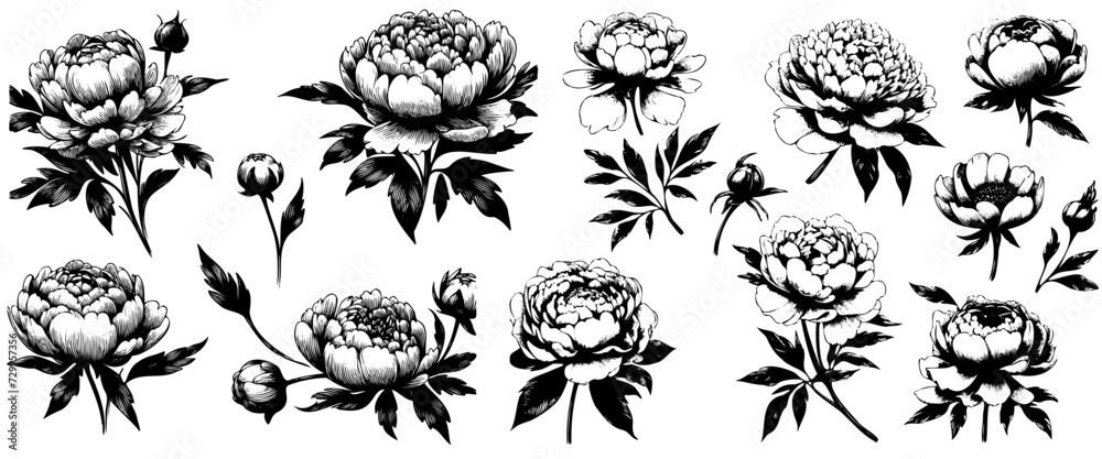 Set of beautiful peony. Collection of peony flower buds and leaves. Botany. Design for a t-shirt. Wedding flower. Vector illustration of floral decoration for print.