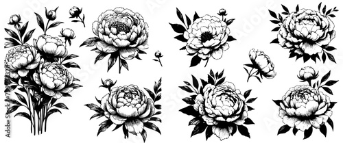 Collection set of peony flower and leaves drawing illustration.