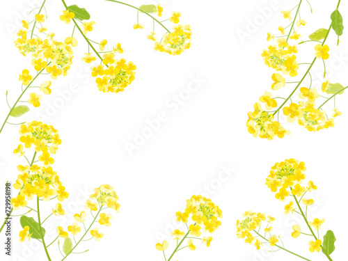 菜の花のフレームイラスト