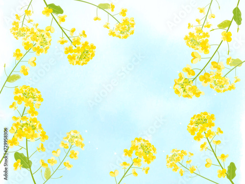 菜の花の背景イラスト