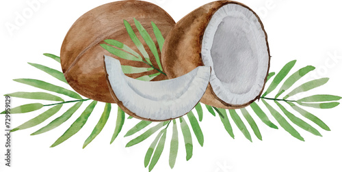 Vector watercolor tropical coconut fruits, fresh ripe coconut and palm leaves, hand painted on paper, white background, for design, backgrounds