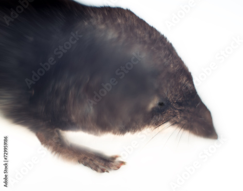 Isolated portrait of Old World water shrew (Neomys fodiens) . Selective focus on hypersensitive vibrissae and long movable nose. With nose shrew loosens soil, with vibris it finds insects by touch photo