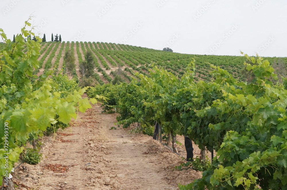 wine farm in spain