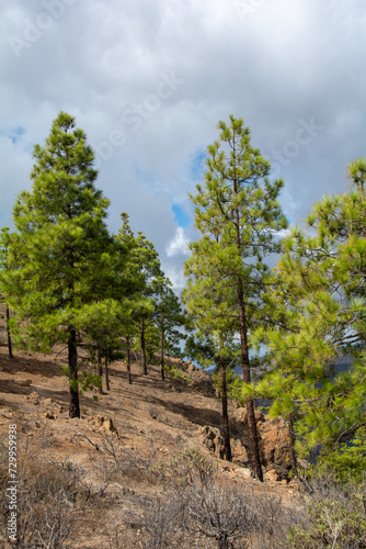 Pine trees on a mountain on Gran Ganaria island